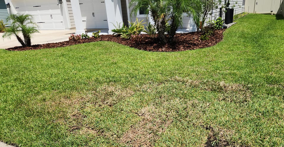 Troubled Saint Augustine grass that might be tough to diagnose.